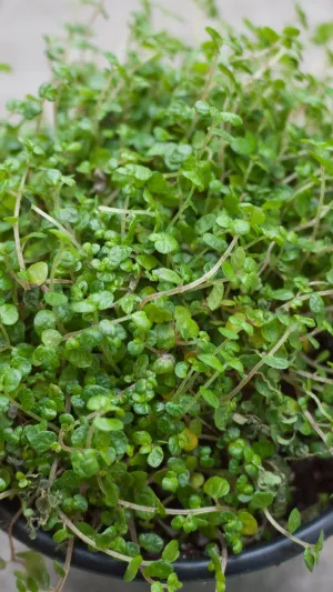 Soleirolia soleirolii "Baby Tears" 3.5"