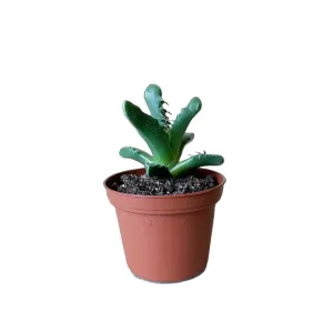 Tiger Jaw 3 Inch Pot